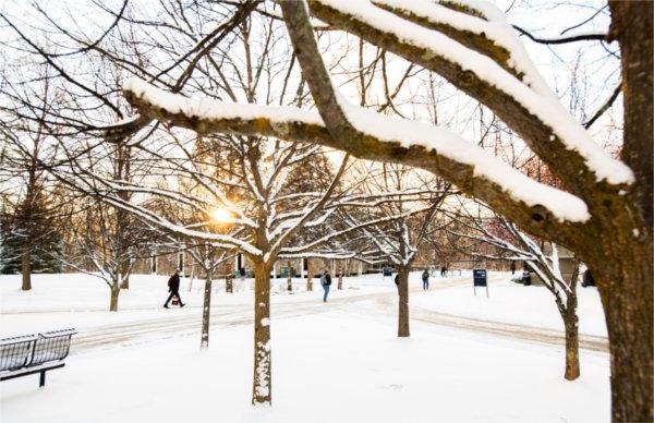 清晨温暖的阳光透过许多被雪覆盖的树枝照射出来.